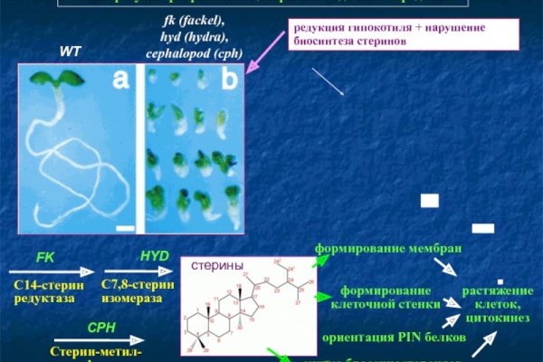 Блэк спрут ссылка bs2webes net